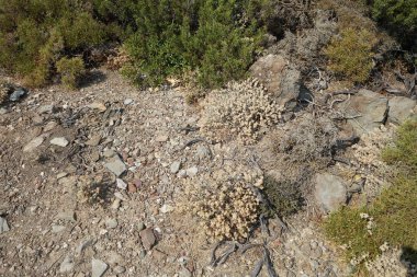 Güneşli bir günde Rodos adasının Akdeniz bitkileriyle kayalık tepelerin güzel manzarası. Rodos Adası, Yunanistan