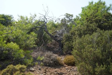 Kurumuş bitki, kayalık bir tepedeki Akdeniz bitki örtüsünün arka planında yer alıyor. Rodos Adası, Yunanistan