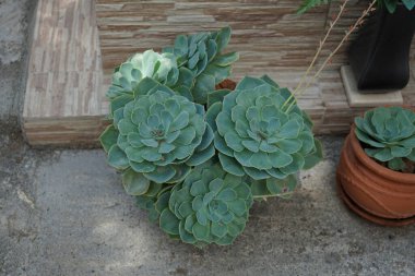 Ağustosta çiçek saksılarında büyüyen Echeveria. Echeveria, Crassulaceae familyasından bir bitki cinsidir. Rodos Adası, Yunanistan 