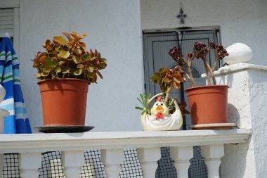 Sedum telephium ve Aeonium arboreum var. Ağustos 'ta kaplarda atropurpureum yetişir. Hylotelephium telephium, Sedum telephium, orpin, kurbağa midesi, arping Johnny, Crassulaceae familyasının daimi bir temeli. Rodos Adası, Yunanistan