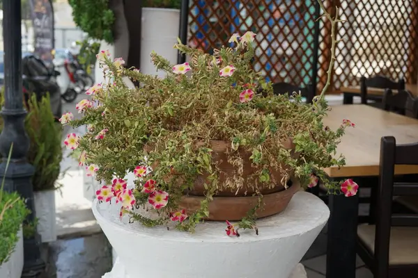 ペチュニアス ペチュニア アモア ハートの王 8月に花の鍋に咲きました ペチュニアは ファミリーのペチュニオ アイデアであるソラナノイの遺伝子である ロードス島 ギリシャ — ストック写真
