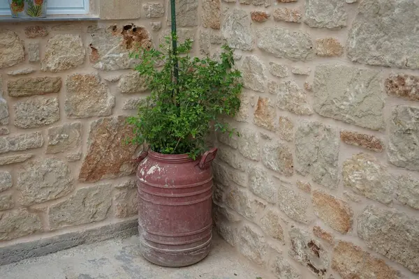8月にラルドス島の缶で成長したジャスミン ブッシュ ジャスミン Jasmine はオリーブのオリーブファミリーの低木とブドウの属である ロードス島 ギリシャ — ストック写真