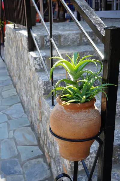 アロエ アボカレンズは8月に吊るされた花の鍋で育ちます クランツアロエまたはキャンドルアロエアロエアロエアロエアアロエアロエアは アロエ属に属する寄生虫の植物の種です ロードス島 ギリシャ — ストック写真