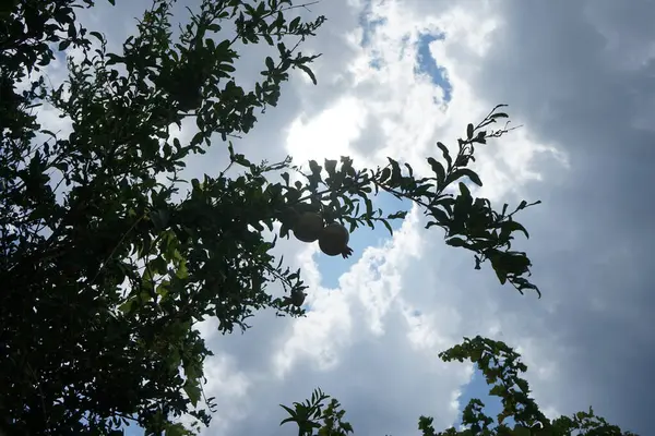 Punica granatum ağustosta meyve verir. Nar, Punica granatum, Lythraceae familyasından, alt familya Punicoideae 'de meyve içeren bir yaprak döken çalıdır. Rodos Adası, Yunanistan