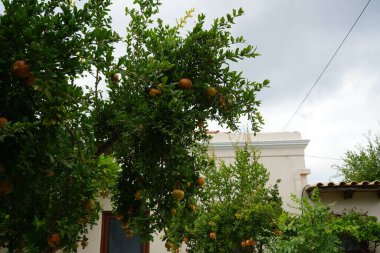 Punica granatum ağustosta meyve verir. Nar, Punica granatum, Lythraceae familyasından, alt familya Punicoideae 'de meyve içeren bir yaprak döken çalıdır. Rodos Adası, Yunanistan