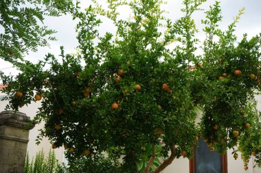 Punica granatum ağustosta meyve verir. Nar, Punica granatum, Lythraceae familyasından, alt familya Punicoideae 'de meyve içeren bir yaprak döken çalıdır. Rodos Adası, Yunanistan