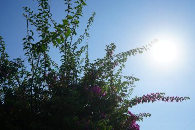 Bougainvillea çalısı ağustosta pembe-mor çiçeklerle açar. Bougainvillea, Nyctaginaceae familyasına ait dikenli asmalar, çalılar ve ağaçların oluşturduğu bir cinstir. Rodos Adası, Yunanistan  