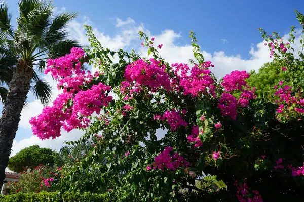 Bougainvillea çalısı ağustosta pembe-mor çiçeklerle açar. Bougainvillea, Nyctaginaceae familyasına ait dikenli asmalar, çalılar ve ağaçların oluşturduğu bir cinstir. Rodos Adası, Yunanistan  