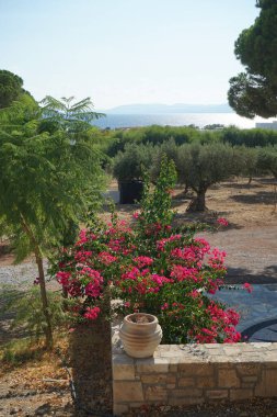 Bougainvillea çalısı ağustosta pembe-mor çiçeklerle açar. Bougainvillea, Nyctaginaceae familyasına ait dikenli asmalar, çalılar ve ağaçların oluşturduğu bir cinstir. Rodos Adası, Yunanistan  