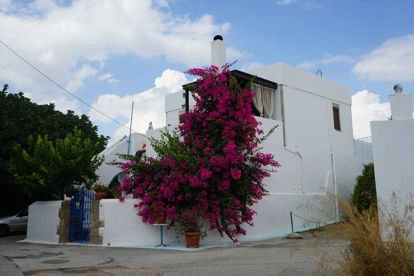 ブーゲンヴィラは8月にピンクの紫色の花で咲きました ブーゲンヴィラは 4時ごろの家族 ニーケンタッキーニャに属する徹底的な装飾的なブッシュ 木の遺伝子です ロードス島 ギリシャ — ストック写真
