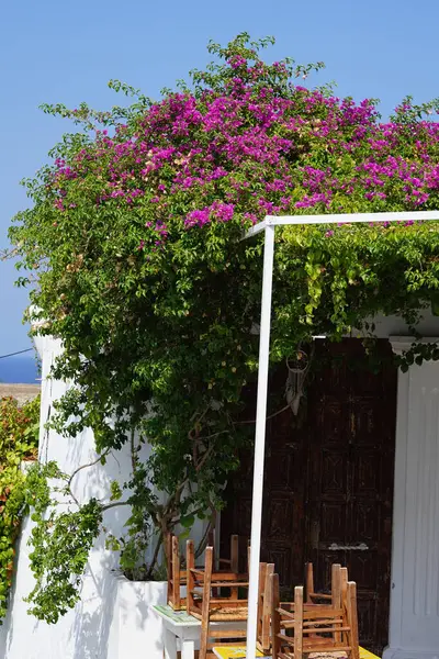 ブーゲンヴィラは8月にピンクの紫色の花で咲きました ブーゲンヴィラは 4時ごろの家族 ニーケンタッキーニャに属する徹底的な装飾的なブッシュ 木の遺伝子です ロードス島 ギリシャ — ストック写真