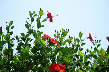 Hibiscus rosa-sinensis ağustosta kırmızı çiçeklerle çiçek açar. Hibiscus rosa-sinensis, Çin-Hawaii amfibisi, Çin gülü, gül gülü ve ayakkabı siyahi bitkisi, tropikal amber çiçeğinin bir türüdür. Rodos Adası, Yunanistan 