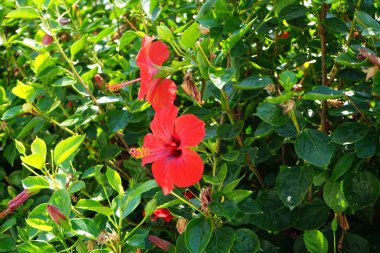 Hibiscus rosa-sinensis ağustosta kırmızı çiçeklerle çiçek açar. Hibiscus rosa-sinensis, Çin-Hawaii amfibisi, Çin gülü, gül gülü ve ayakkabı siyahi bitkisi, tropikal amber çiçeğinin bir türüdür. Rodos Adası, Yunanistan 