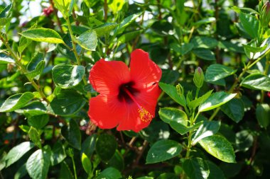 Hibiscus rosa-sinensis ağustosta kırmızı çiçeklerle çiçek açar. Hibiscus rosa-sinensis, Çin-Hawaii amfibisi, Çin gülü, gül gülü ve ayakkabı siyahi bitkisi, tropikal amber çiçeğinin bir türüdür. Rodos Adası, Yunanistan 