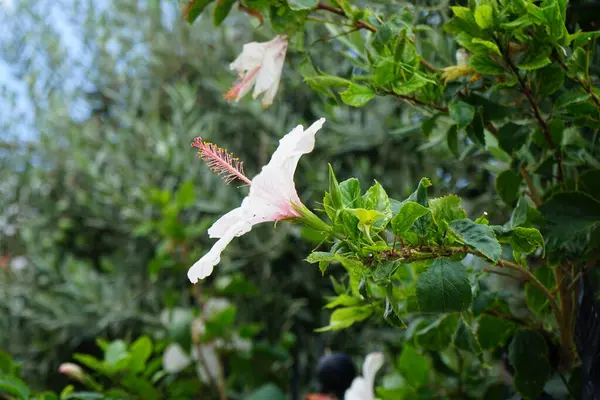 stock image Hibiscus rosa-sinensis blooms with white-red flowers in August. Hibiscus rosa-sinensis, Chinese hibiscus, Hawaiian hibiscus, China rose, rose mallow and shoeblackplant, is a species of tropical hibiscus. Rhodes Island, Greece