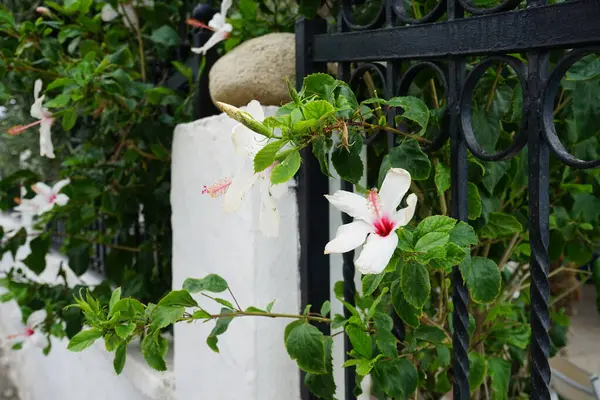 Hibiscus Rosa Sinensis Ağustosta Beyaz Kırmızı Çiçeklerle Çiçek Açar Hibiscus — Stok fotoğraf