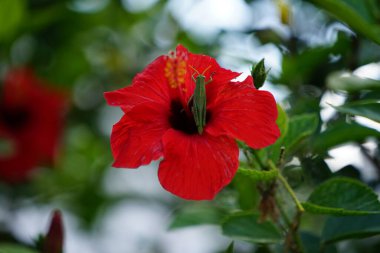Ağustos ayı sonunda yeşil bir Anacridium aegyptium nymph kırmızı bir Hibiscus rosa-sinensis çiçeğinin üzerinde bulunur. Anacridium aegyptium, Mısır çekirgesi veya Mısır çekirgesi, Kiritakanthridinae alt familyasına ait bir böcek türüdür. Rodos, Yunanistan  