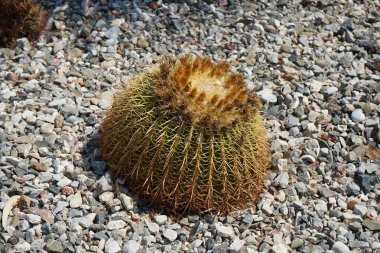 Kroenleinia Grusonii ağustosta bir çiçek tarhında yetişir. Kroenleinia grusonii, Echinocactus grusonii, altın fıçı kaktüsü, altın top veya kayınvalidenin yastığı, bir varil kaktüsü türüdür. Rodos Adası, Yunanistan 