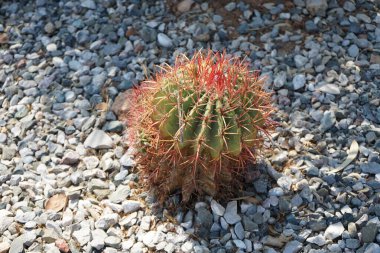 Ferocactus Pilosus ağustosta bir çiçek tarhında büyüyor. Ferocactus pilosus, Meksika kireç kaktüsü veya Meksika ateş fıçısı olarak da bilinen bir kaktüs türüdür. Rodos Adası, Yunanistan 