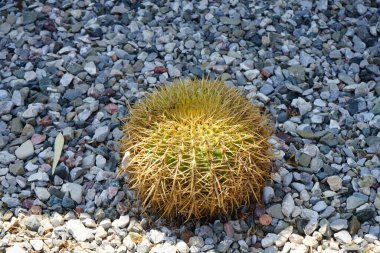 Kroenleinia Grusonii ağustosta bir çiçek tarhında yetişir. Kroenleinia grusonii, Echinocactus grusonii, altın fıçı kaktüsü, altın top veya kayınvalidenin yastığı, bir varil kaktüsü türüdür. Rodos Adası, Yunanistan 