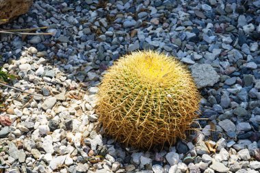 Kroenleinia Grusonii ağustosta bir çiçek tarhında yetişir. Kroenleinia grusonii, Echinocactus grusonii, altın fıçı kaktüsü, altın top veya kayınvalidenin yastığı, bir varil kaktüsü türüdür. Rodos Adası, Yunanistan 
