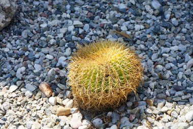 Kroenleinia Grusonii ağustosta bir çiçek tarhında yetişir. Kroenleinia grusonii, Echinocactus grusonii, altın fıçı kaktüsü, altın top veya kayınvalidenin yastığı, bir varil kaktüsü türüdür. Rodos Adası, Yunanistan 