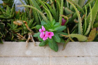Aloe perfoliata, Aloe vera ve Catharanthus Roseus ağustosta büyür. Catharanthus roseus, Apocynaceae familyasından, Apocynaceae familyasından bir bitki türü. Rodos Adası, Yunanistan 