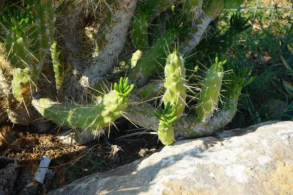 Austrosildropuntia subulata Eylül ayında yetişir. Austrocylindropuntia subulata, Havva iğnesi ve Eve iğnesi, Peru And Dağları 'na özgü bir kaktüs türüdür. Rodos Adası, Yunanistan 