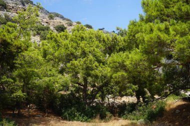 Pinus halepensis ağacı ağustosta yetişir. Pinus halepensis, Halep çamı, Kudüs çamı, Akdeniz 'e özgü bir çam çamı. Rodos Adası, Yunanistan 