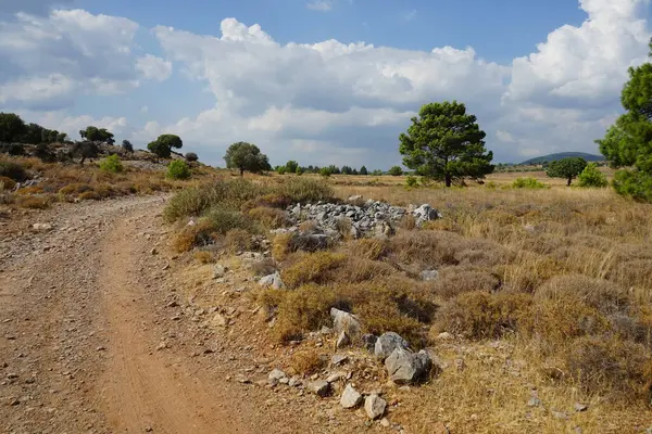 Pinus halepensis ağacı ağustosta yetişir. Pinus halepensis, Halep çamı, Kudüs çamı, Akdeniz 'e özgü bir çam çamı. Rodos Adası, Yunanistan 