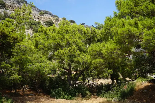 Pinus Halepensis Baum Wächst August Pinus Halepensis Die Aleppo Kiefer — Stockfoto