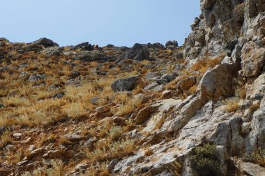 Eylül ayında kayalık tepelerde beyaz bir koyun otluyor. Koyun ya da evcil koyun, Ovis armaları, genellikle çiftlik hayvanı olarak tutulan evcilleştirilmiş bir memeli türüdür. Rodos Adası, Yunanistan