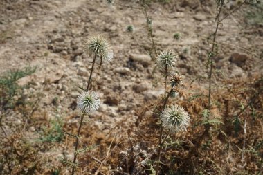 Echinops spinosissimus ağustosta vahşi doğada yetişir. Echinops spinosissimus, Asteraceae familyasından bir bitki türü. Rodos Adası, Yunanistan