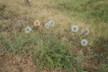 Echinops spinosissimus ağustosta vahşi doğada yetişir. Echinops spinosissimus, Asteraceae familyasından bir bitki türü. Rodos Adası, Yunanistan