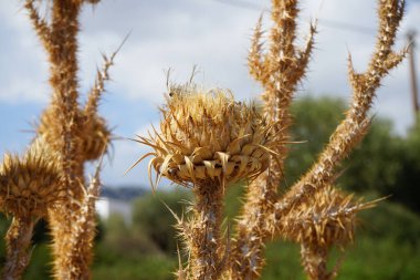 Onopordum bracteatum ağustosta Lardos Tepesi civarındaki vahşi doğada yetişir. Onopordum, Cardueae kabilesinde, Asteraceae familyasından bir bitki cinsidir. Rodos Adası, Yunanistan