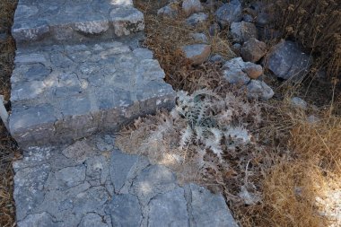 Onopordum bracteatum ağustosta taş basamakların yanında yetişir. Onopordum, Cardueae kabilesinde, Asteraceae familyasından bir bitki cinsidir. Rodos Adası, Yunanistan 