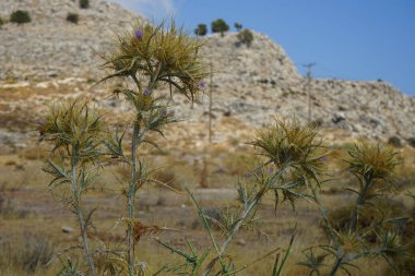 Picnomon palamudu ağustosta mor çiçeklerle açar. Picnomon-, Carduus-, Carlina-, Cirsium-, Cnicus acarna, Carthamus canescens, Cirsium pisidium, Picnomon spinosum, Asteraceae familyasından bir çiçek bitkisidir. Rodos Adası, Yunanistan 