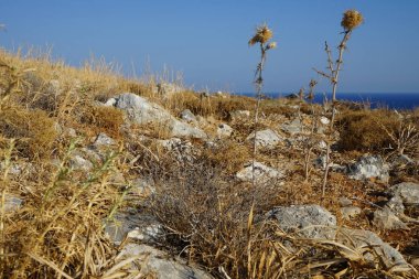 Echinops spinosissimus ağustosta vahşi doğada yetişir. Echinops spinosissimus, Asteraceae familyasından bir bitki türü. Rodos Adası, Yunanistan
