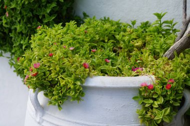 Mesembryanthemum cordifolium ağustosta çiçek açar. Mesembryanthemum cordifolium, Aptenia cordifolia, bebek güneş gülü, kalp yaprağı, kırmızı aptenia veya apteniais, buzul familyasından sulu bir bitki türüdür. Rodos Adası, Yunanistan 
