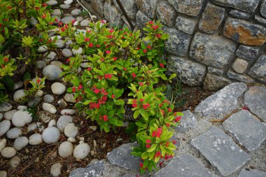 Euphorbia milii blooms with red flowers in a flowerbed in August. Euphorbia milii, the crown of thorns, Christ plant, or Christ's thorn, is a species of flowering plant in the spurge family Euphorbiaceae. Rhodes Island, Greece clipart