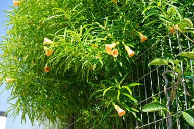 Cascabela ağustosta sarı çiçeklerle çiçek açar. Cascabela thevetia, Thevetia peruviana, sarı zakkum, zehirli bir bitkidir ve süs olarak yetiştirilmiştir. Rodos Adası, Yunanistan 