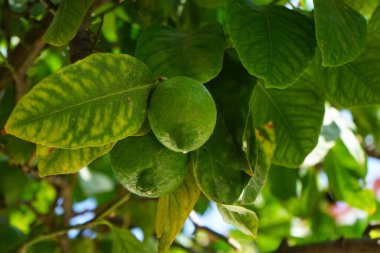 Ağustosta meyveli limon ağacı yetişir. Limon (