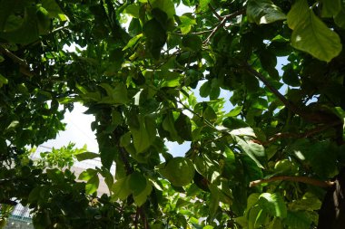 Ağustosta meyveli limon ağacı yetişir. Limon (