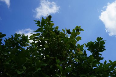 Ağustosta meyveli limon ağacı yetişir. Limon (