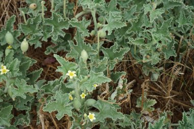 Ağustosta çiçek ve meyveli ekbalyum elateryumu büyür. Ecballium, Salatalık veya patlayan salatalık gibi tek bir türe sahip olan Cucurbitaceae familyasından bir bitki cinsidir. Rodos Adası, Yunanistan 