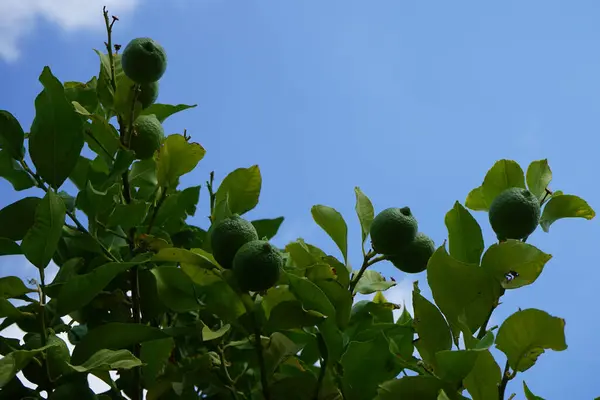 Citrus x limon tree with fruits grows in August. The lemon, Citrus x limon, is a species of small evergreen tree in the flowering plant family Rutaceae. Rhodes Island, Greece