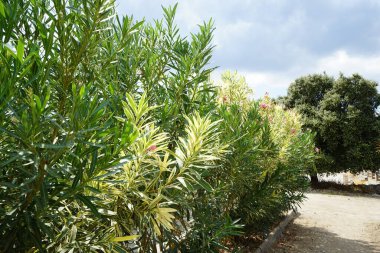 Neryum zakkum ağustosta çiçek açar. Neryum zakkum ya da zakkum, dünya çapında ılıman ve subtropikal bölgelerde bir süs ve peyzaj bitkisi olarak yetiştirilmiş bir çalılıktır. Rodos Adası, Yunanistan 