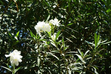 Neryum zakkum ağustosta çiçek açar. Neryum zakkum ya da zakkum, dünya çapında ılıman ve subtropikal bölgelerde bir süs ve peyzaj bitkisi olarak yetiştirilmiş bir çalılıktır. Rodos Adası, Yunanistan 