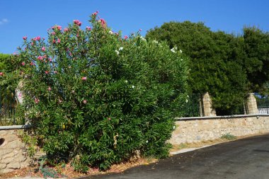 Neryum zakkum ağustosta çiçek açar. Neryum zakkum ya da zakkum, dünya çapında ılıman ve subtropikal bölgelerde bir süs ve peyzaj bitkisi olarak yetiştirilmiş bir çalılıktır. Rodos Adası, Yunanistan 