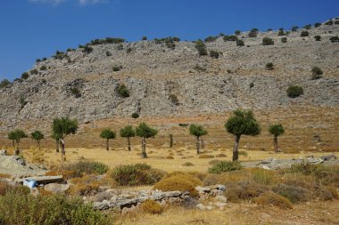 Ağustosta meyveli Olea europaea ağacı büyür. Olea europaea, Oleaceae familyasından Akdeniz Havzası 'nda bulunan bir zeytin türüdür. Rodos Adası, Yunanistan 
